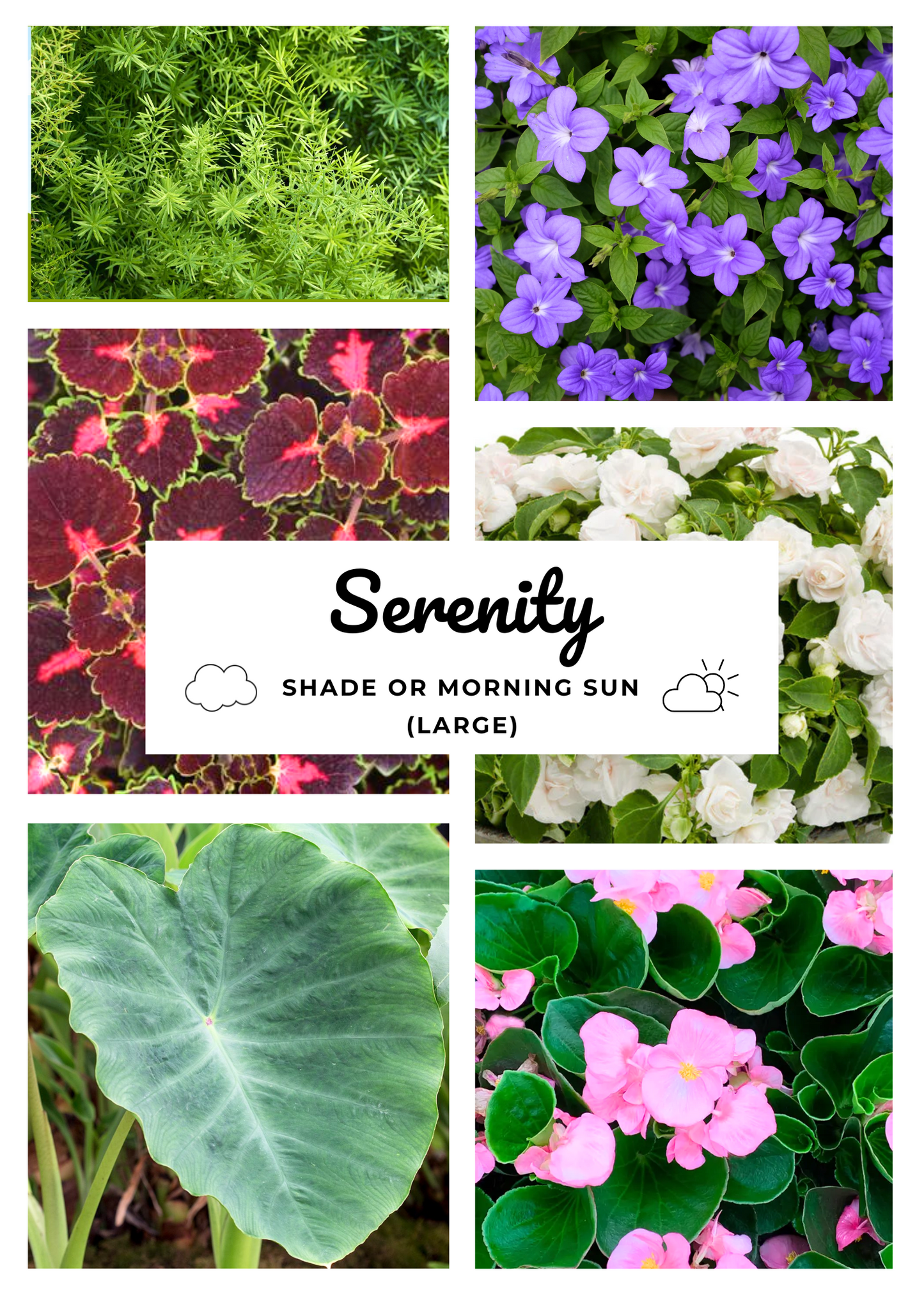 Blooms Insert - SERENITY (SHADE)