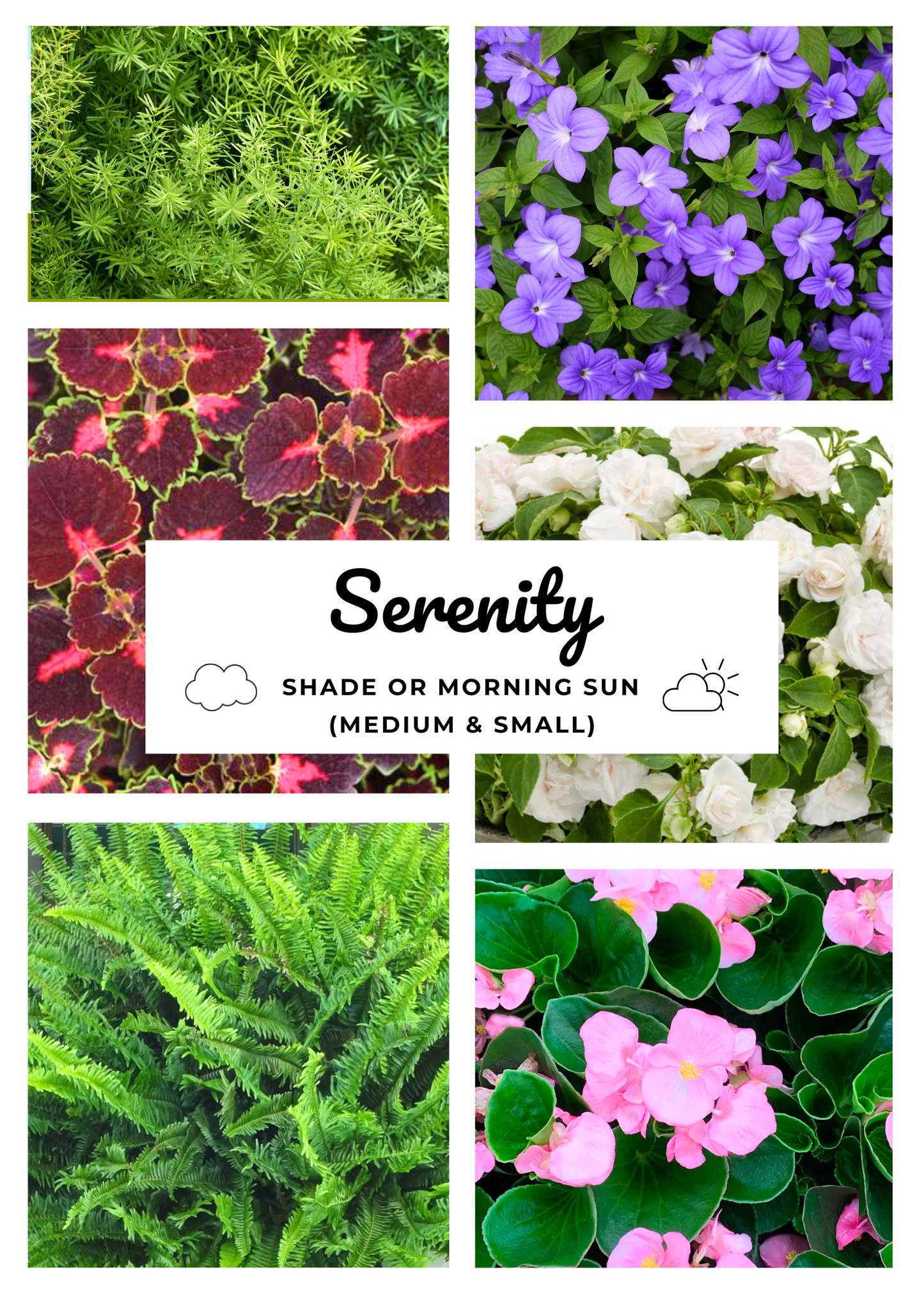 Blooms Insert - SERENITY (SHADE)