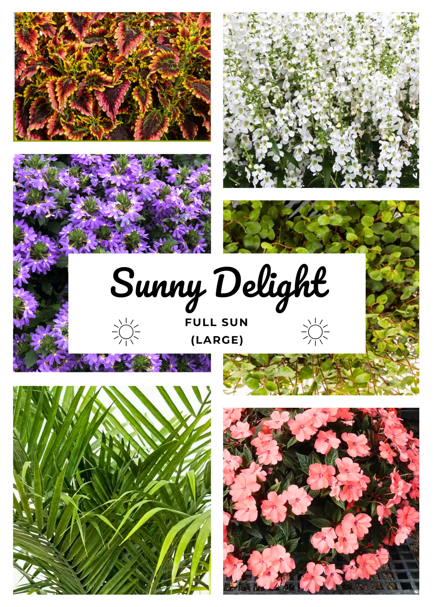 Blooms + Planter - SUNNY DELIGHT (SUN)