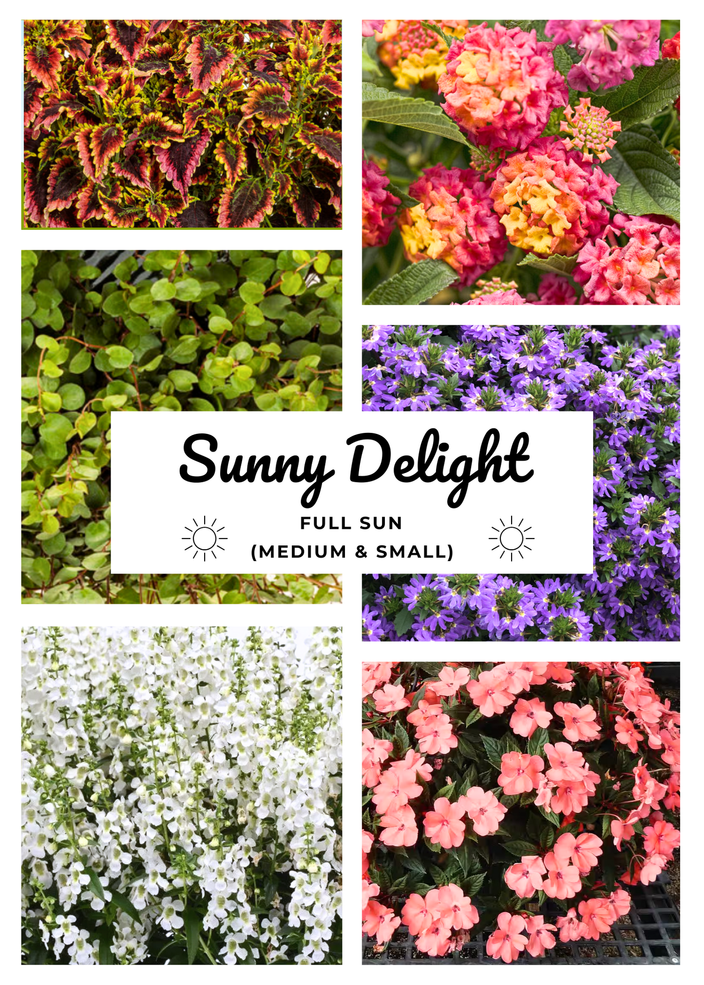 Blooms + Planter - SUNNY DELIGHT (SUN)